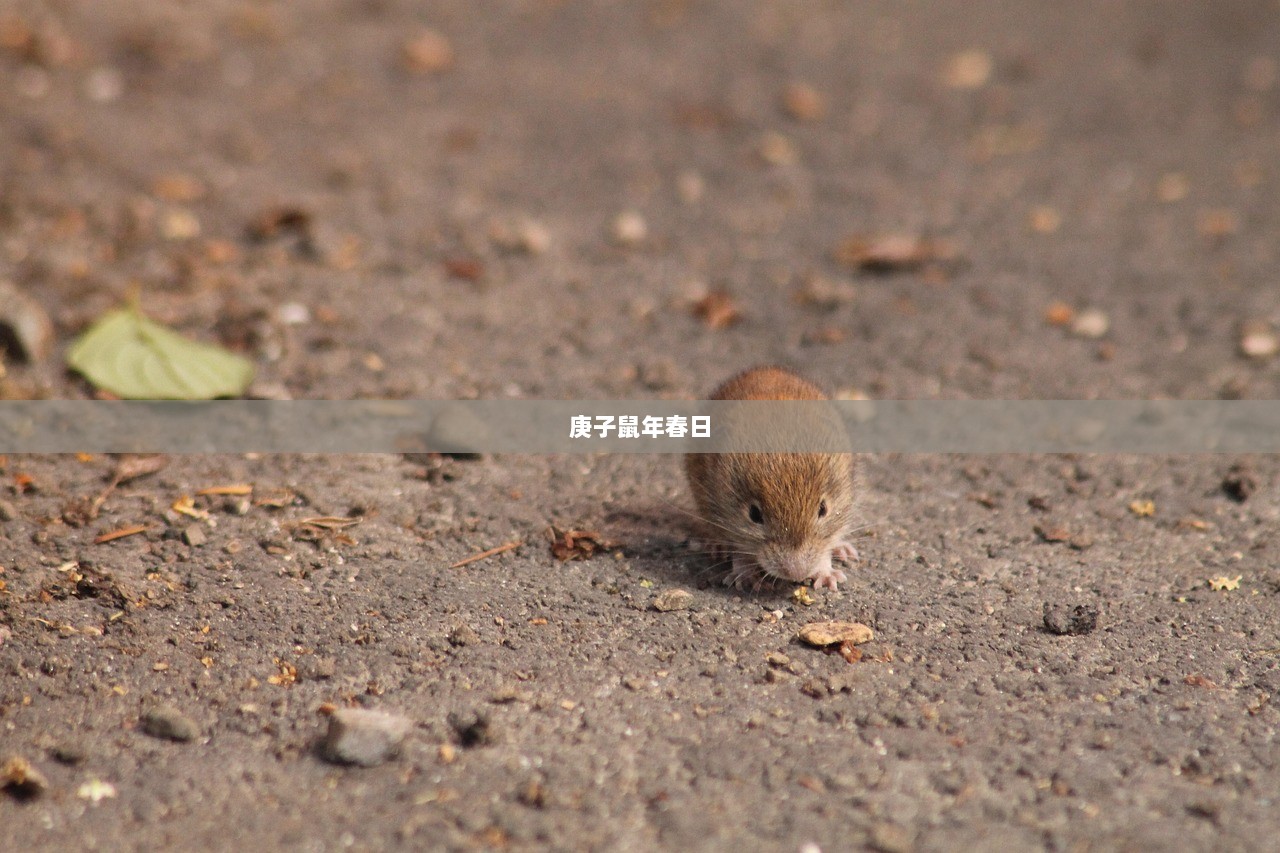 庚子鼠年春日  第1张