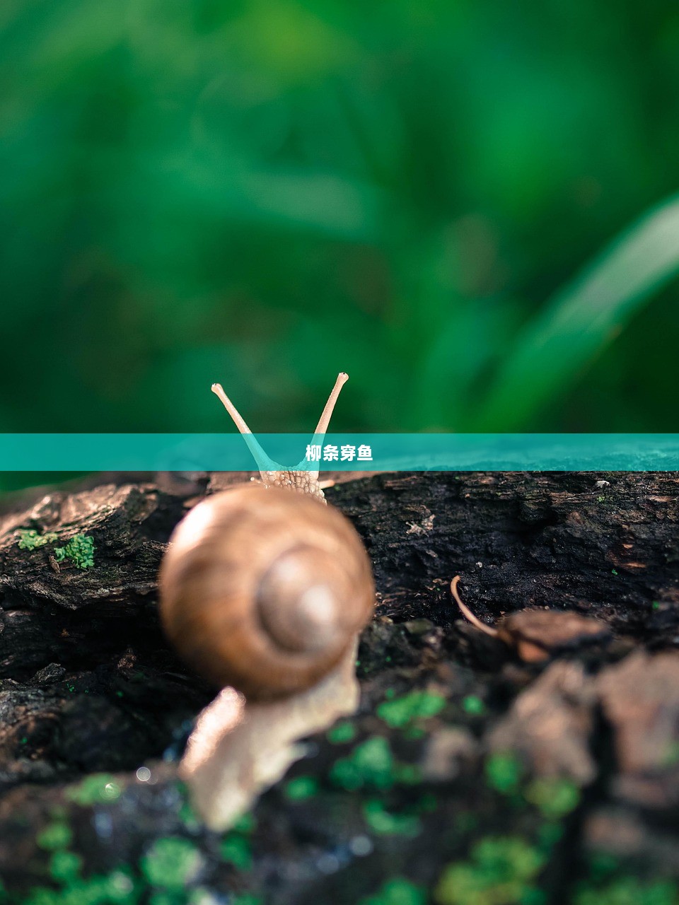 柳条穿鱼