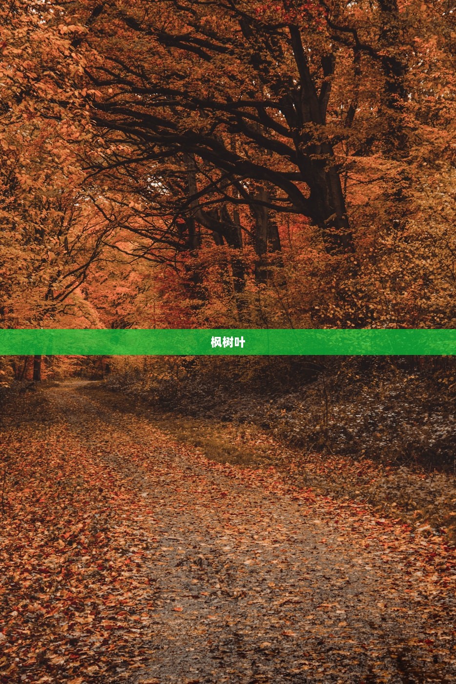 枫树叶 第1张 枫树叶 第1张