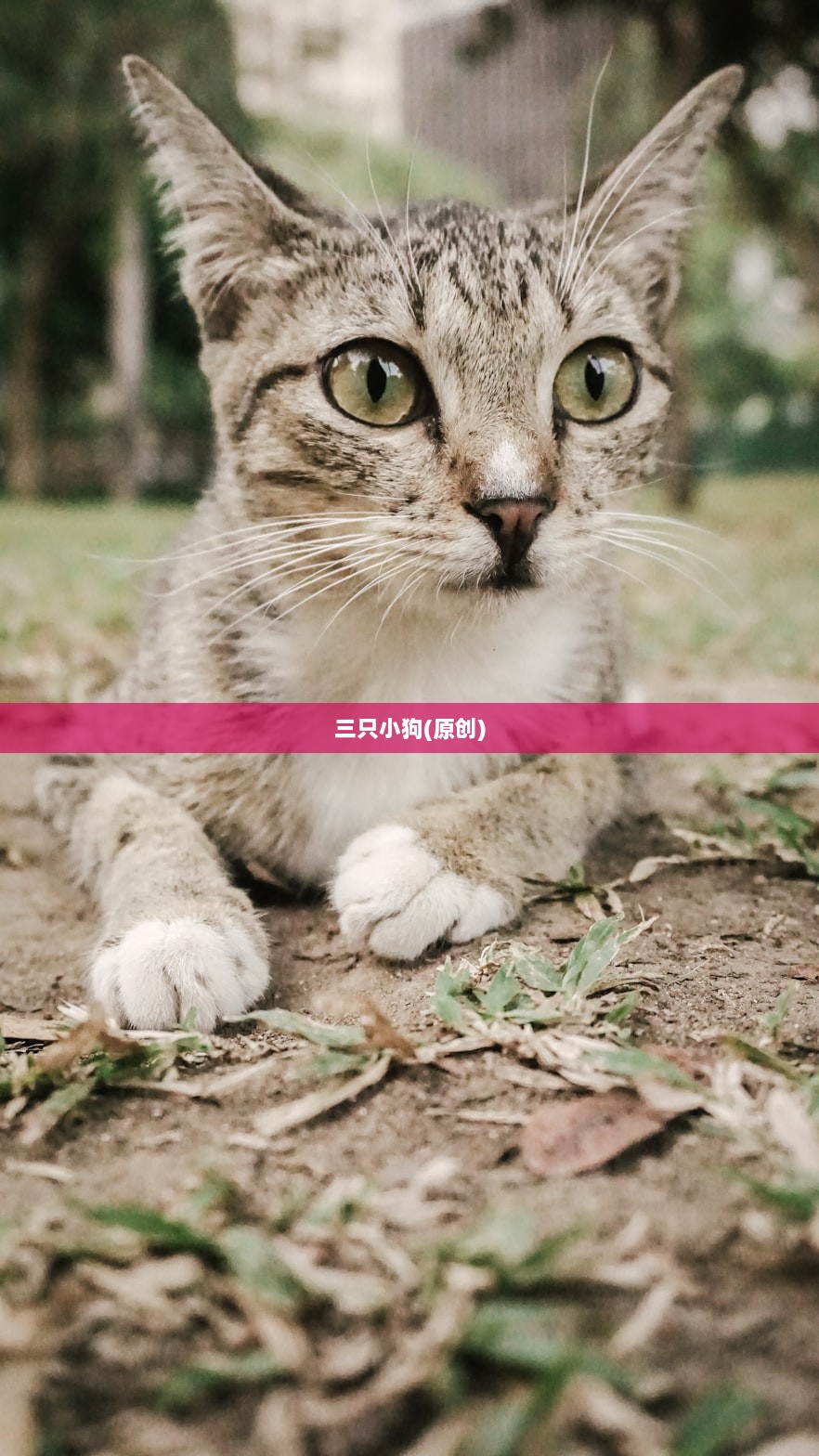 三只小狗(原创)  第1张