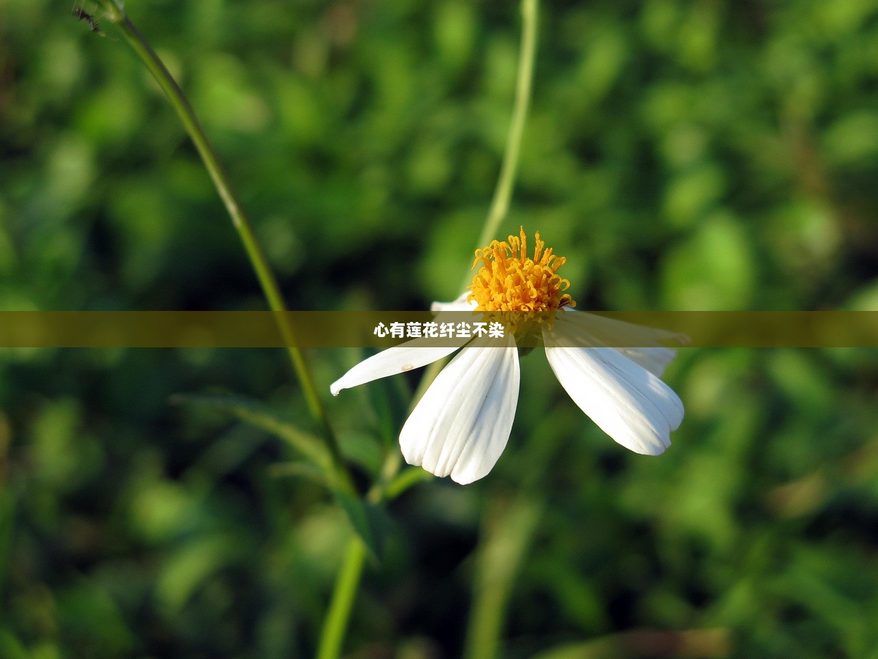 心有莲花纤尘不染