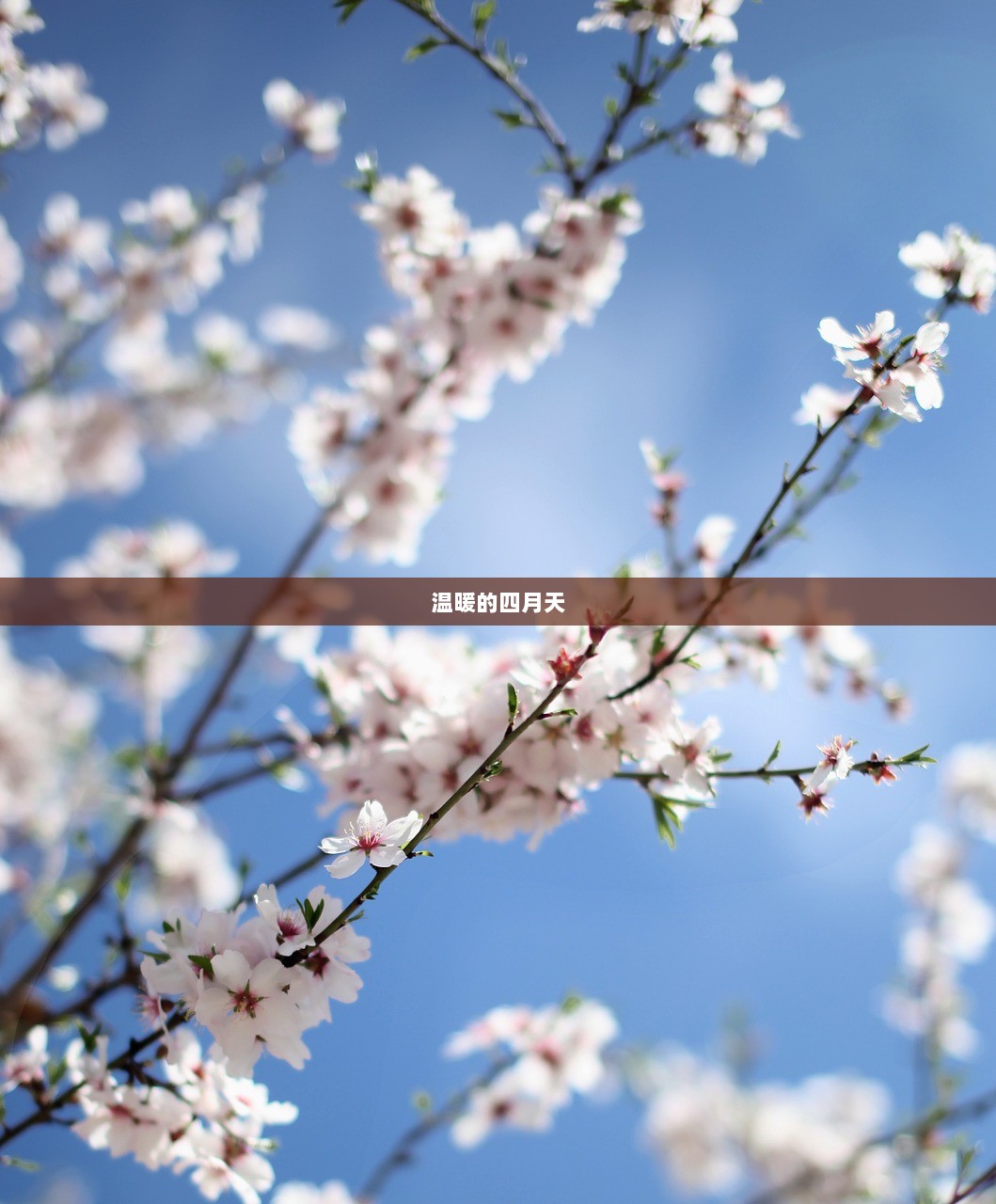 温暖的四月天