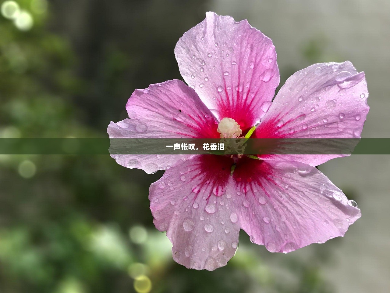 一声怅叹，花垂泪