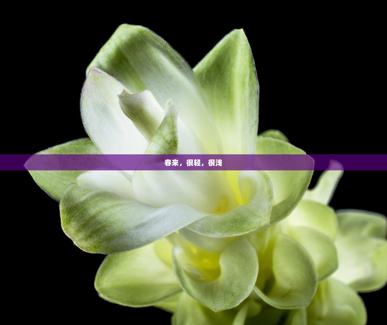 春来，很轻，很浅