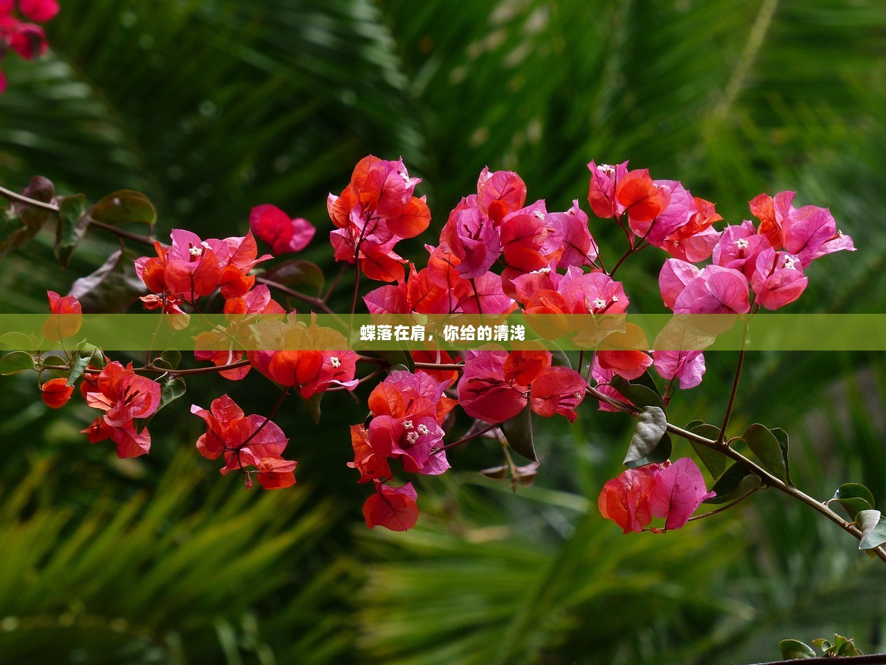 蝶落在肩，你给的清浅  第1张