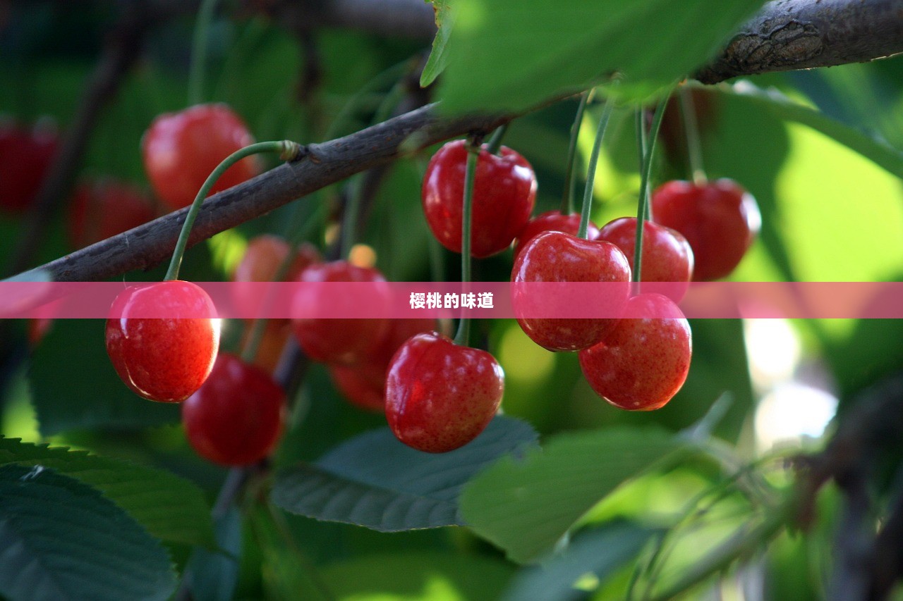 樱桃的味道