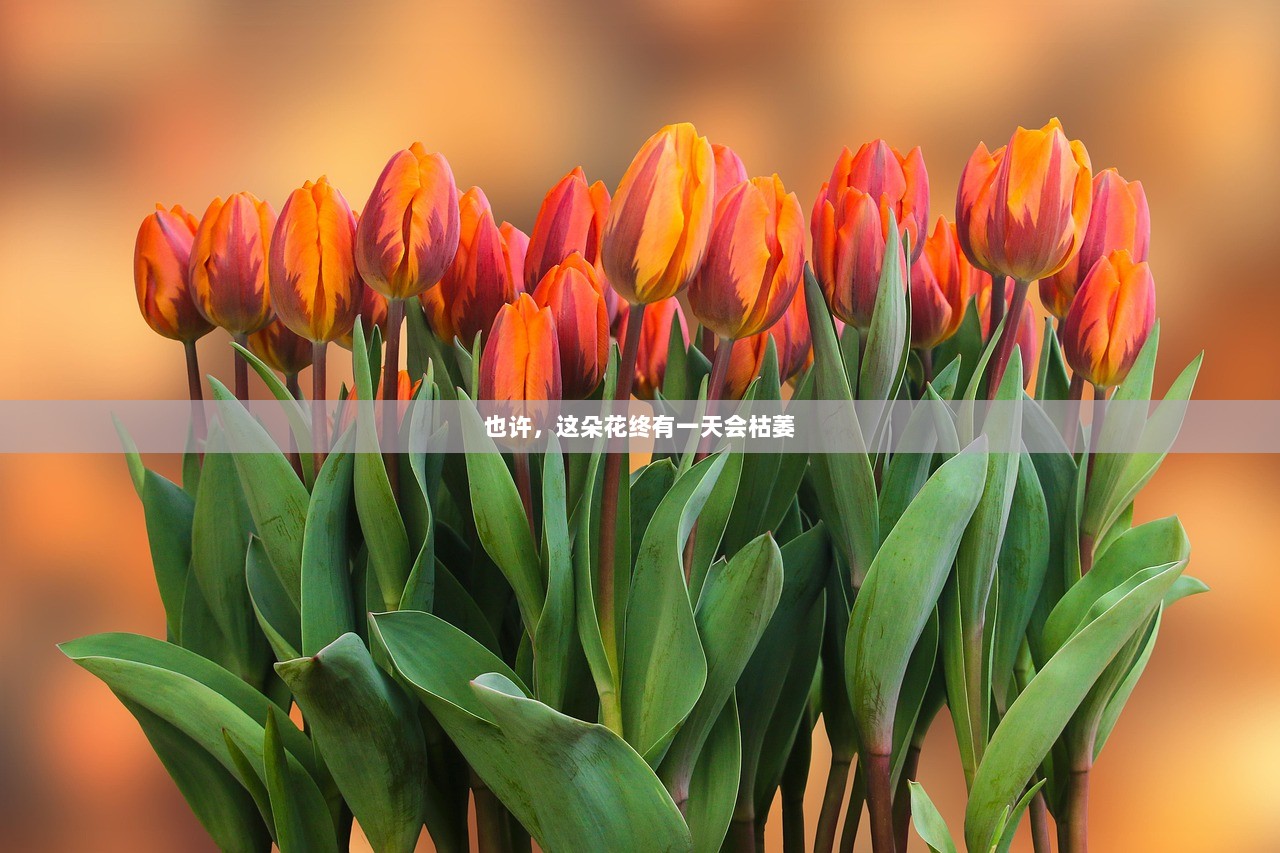 也许，这朵花终有一天会枯萎