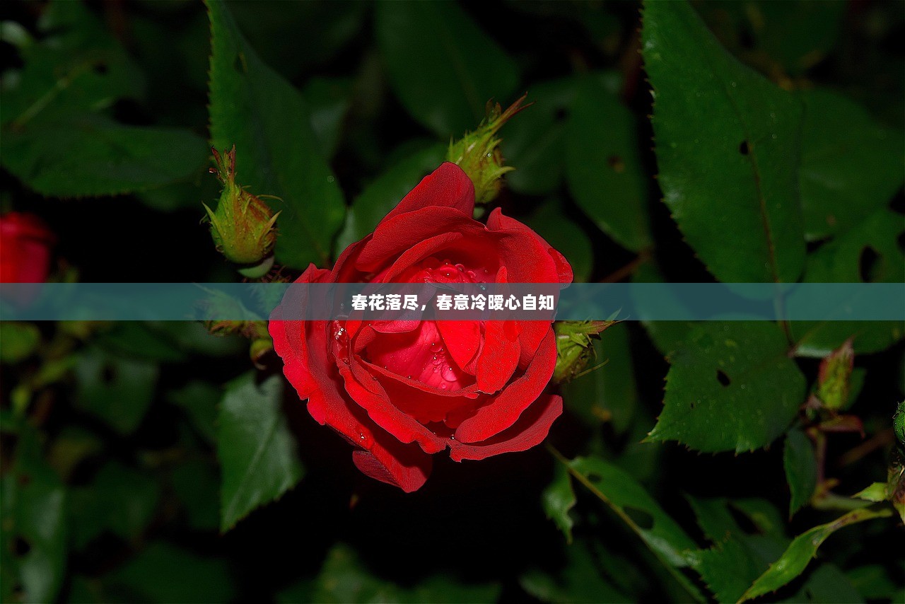 春花落尽，春意冷暧心自知