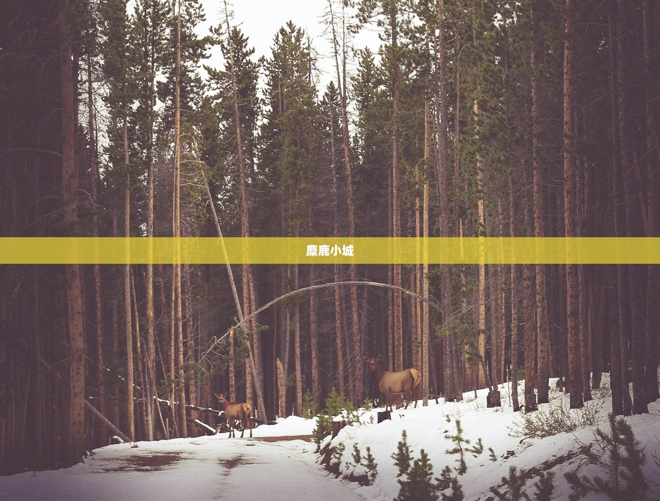 麋鹿小城  第1张