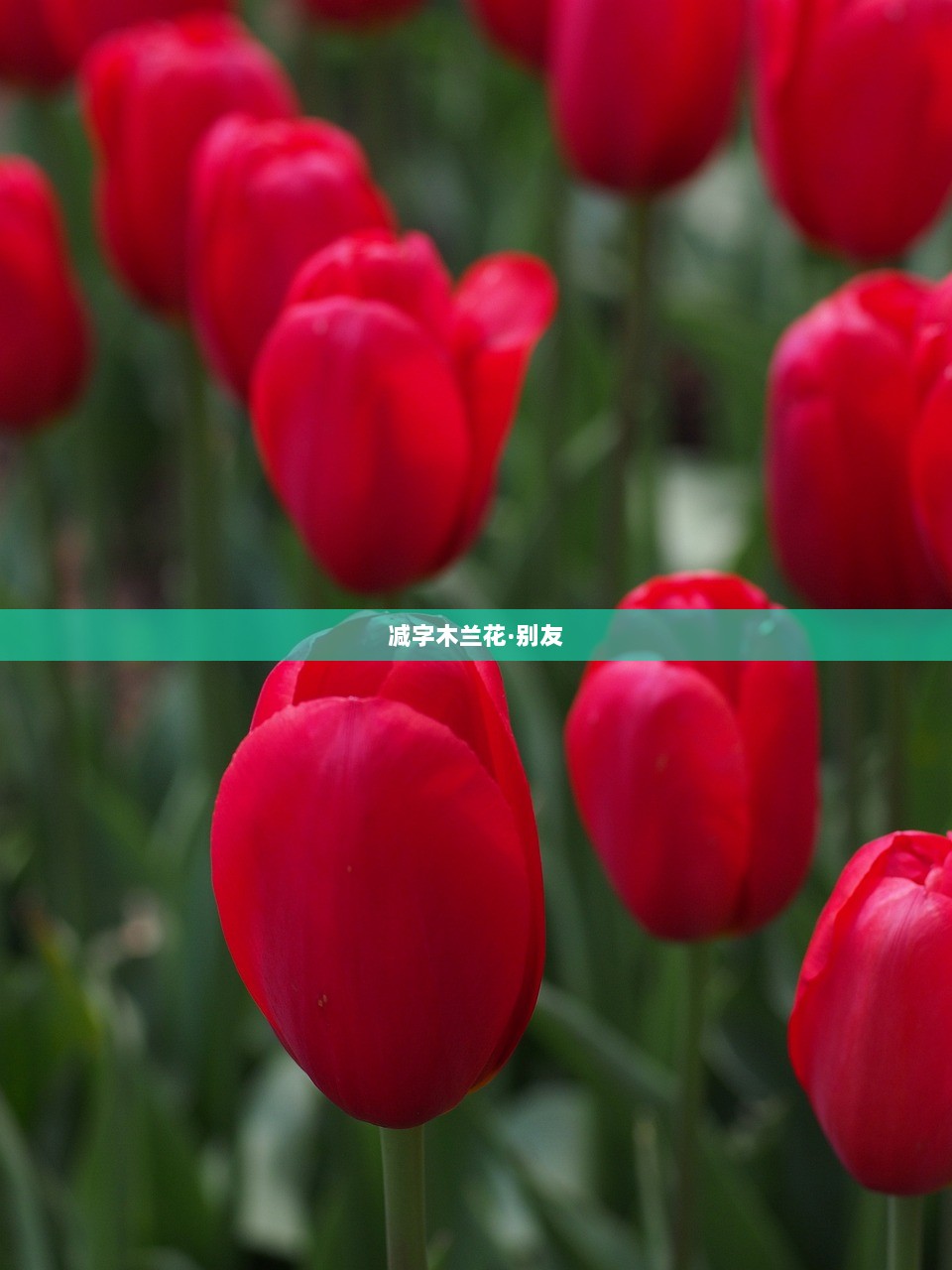 减字木兰花·别友