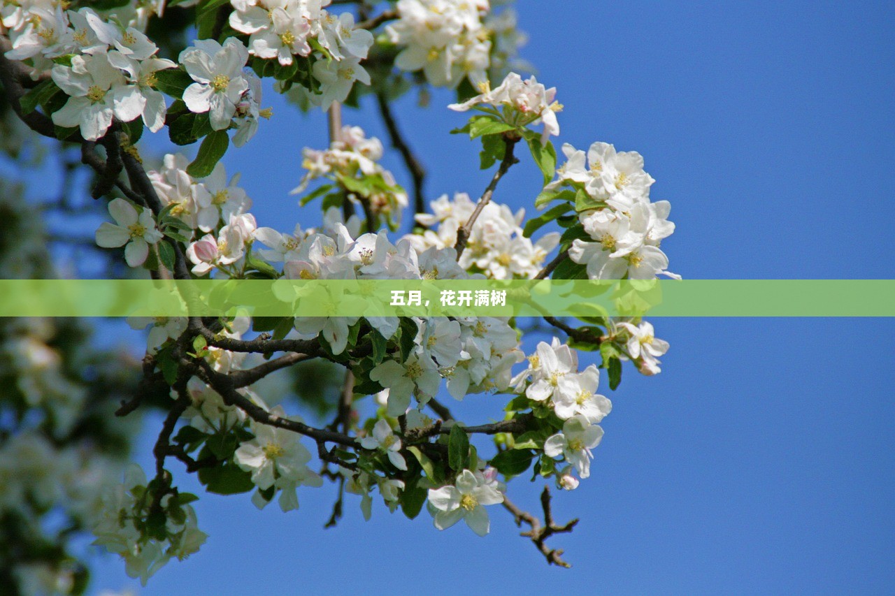 五月，花开满树