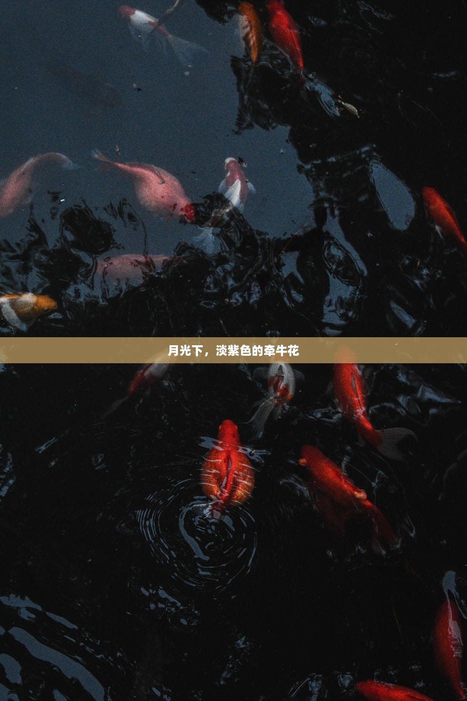 月光下，淡紫色的牵牛花