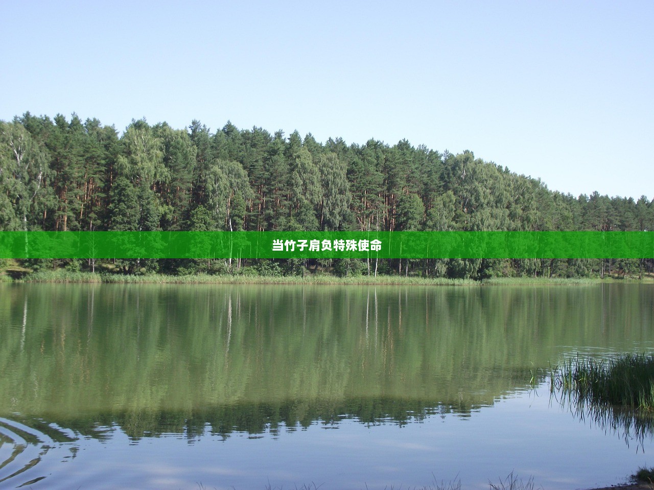 当竹子肩负特殊使命