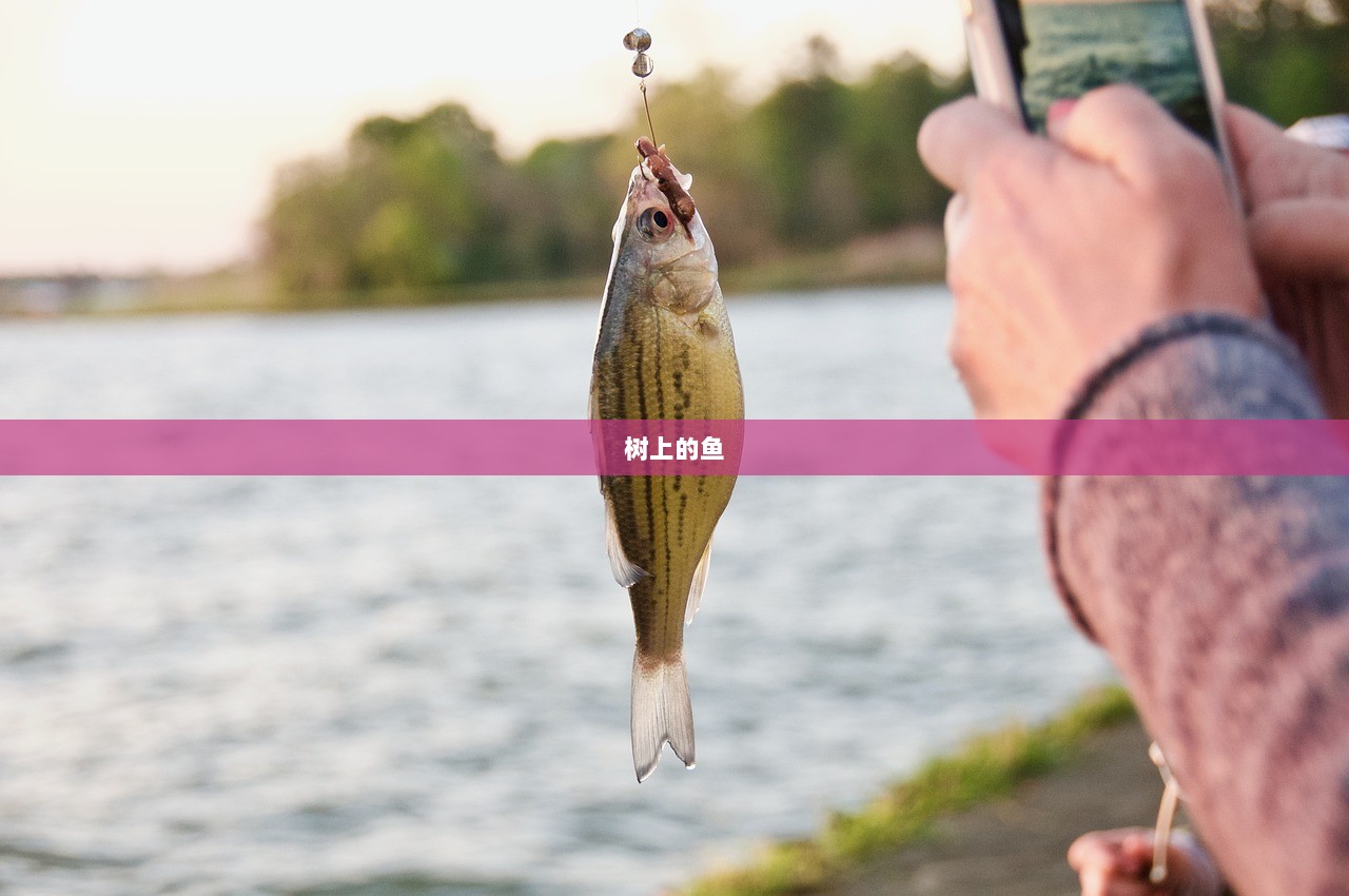 树上的鱼