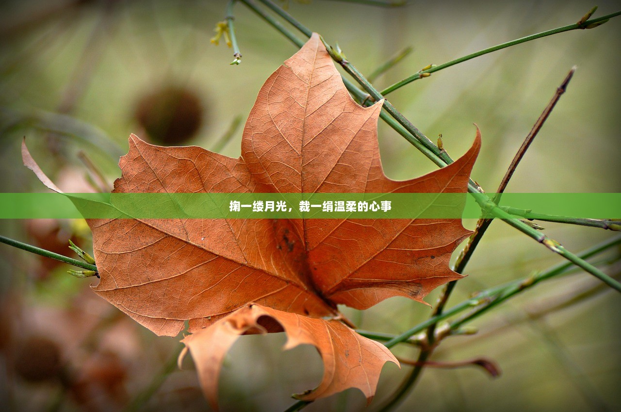 掬一缕月光，裁一绢温柔的心事