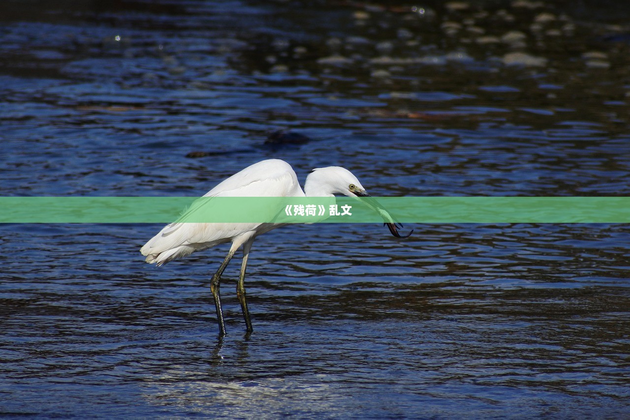 《残荷》乱文