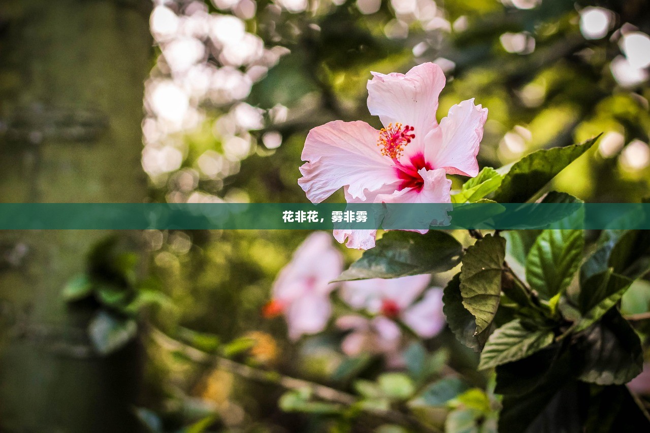 花非花，雾非雾