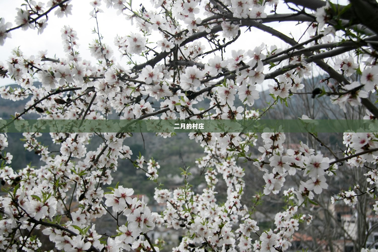 二月的村庄  第1张