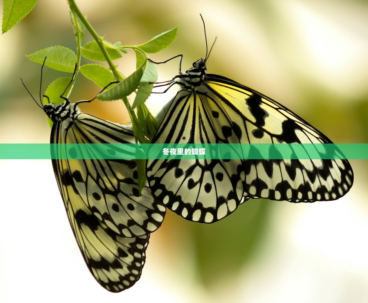 冬夜里的蝴蝶