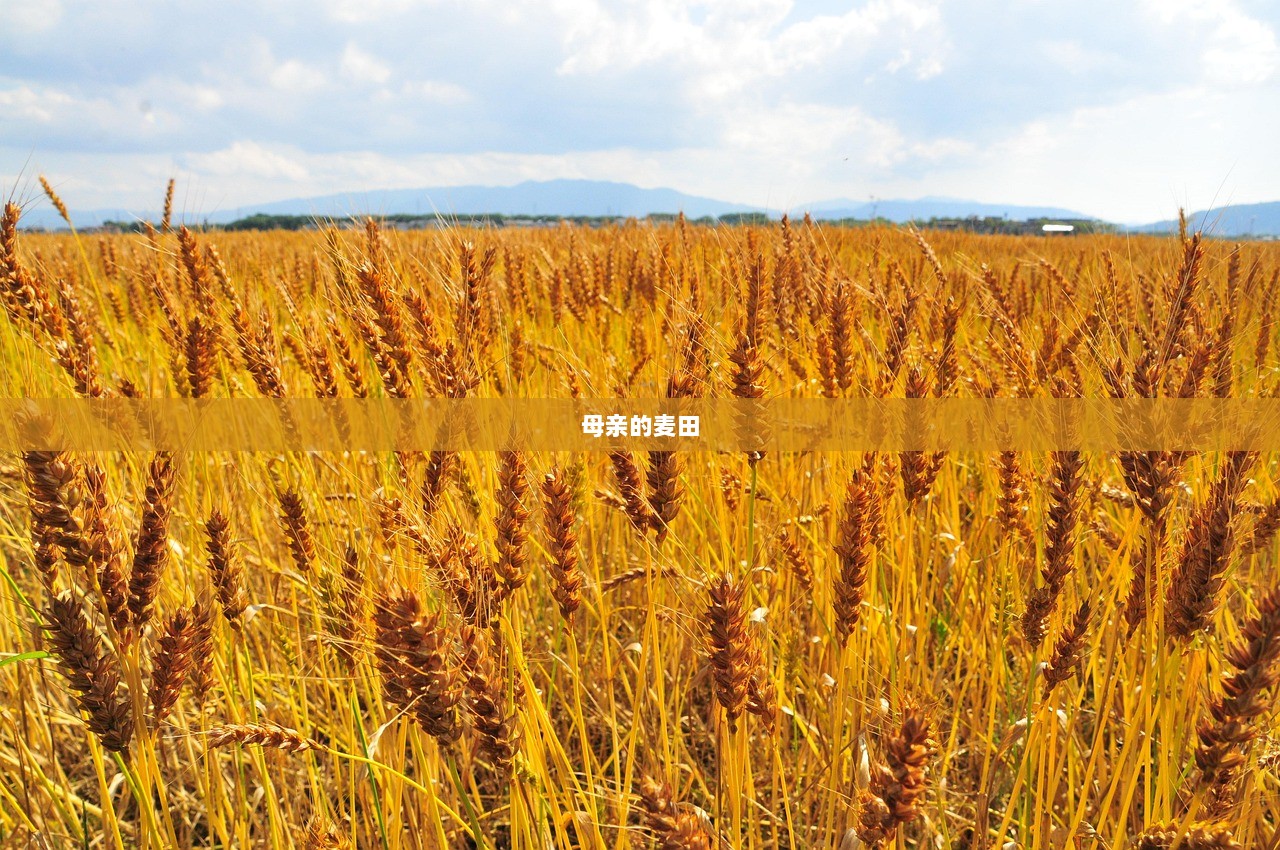 母亲的麦田