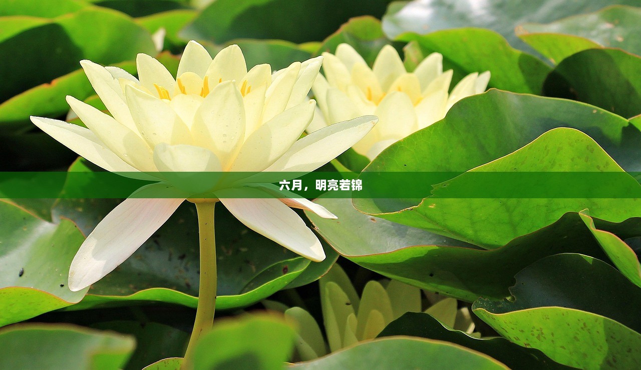 六月，明亮若锦