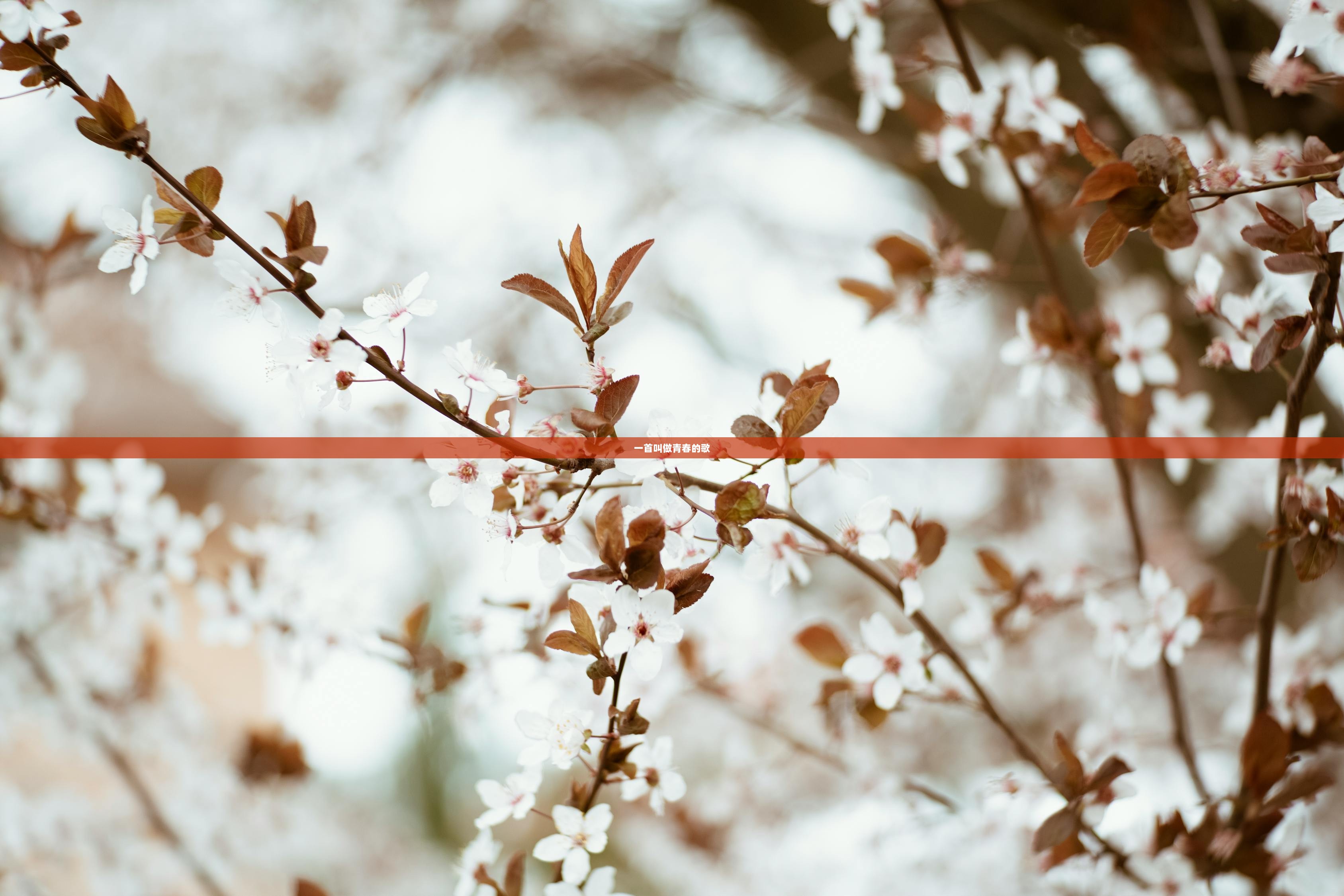 一首叫做青春的歌