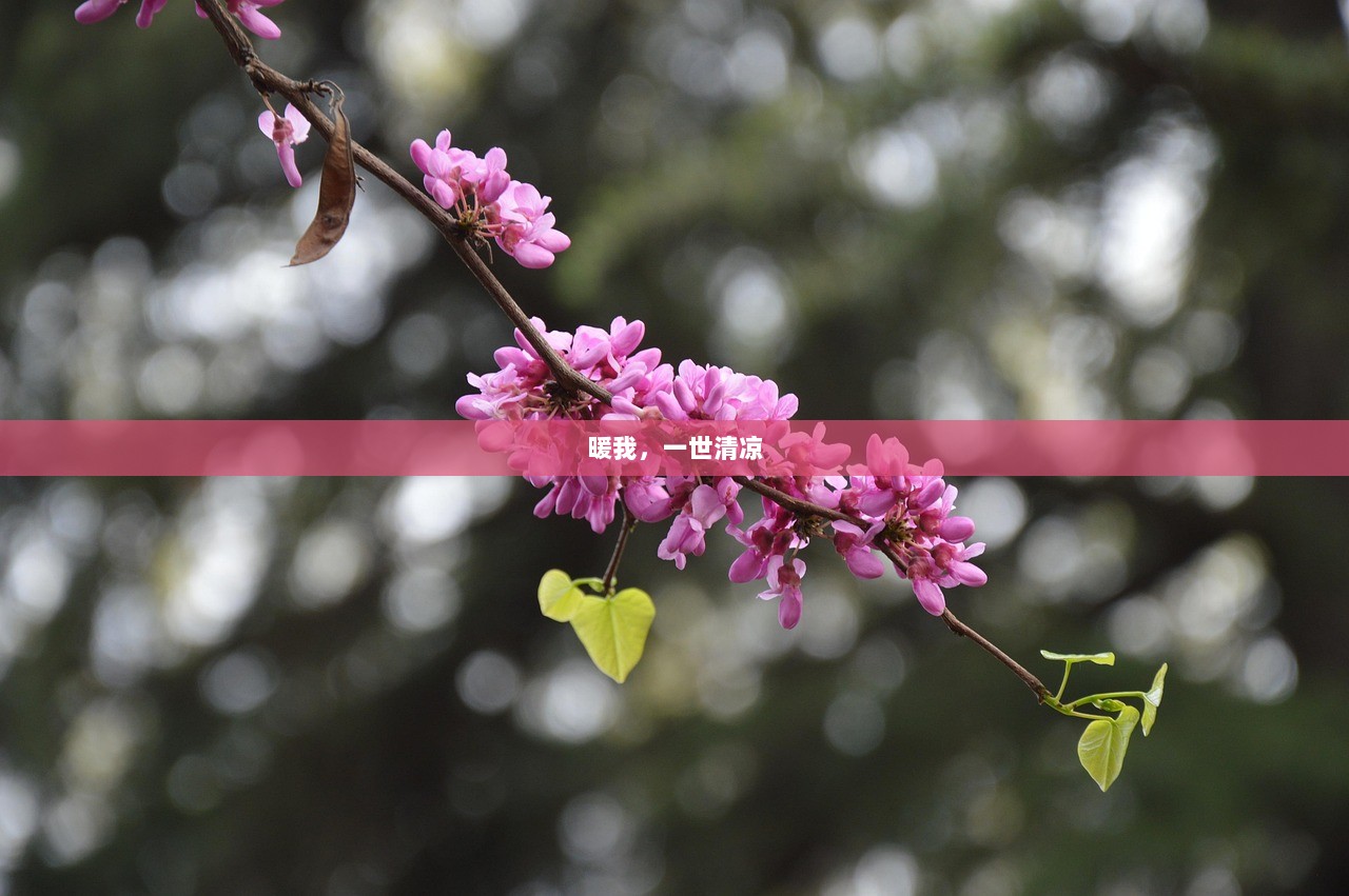 暖我，一世清凉