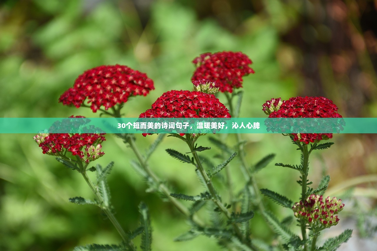 30个短而美的诗词句子，温暖美好，沁人心脾