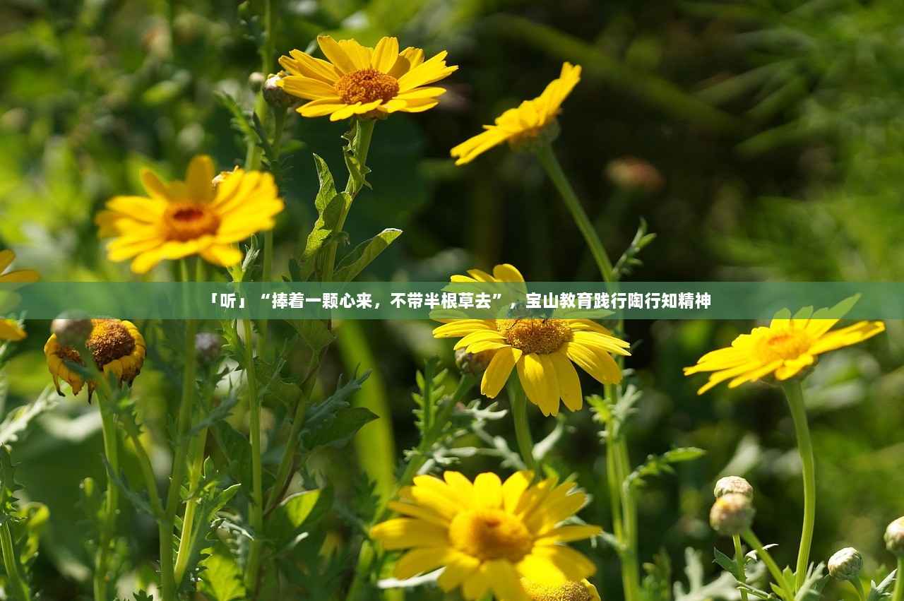 「听」“捧着一颗心来，不带半根草去”，宝山教育践行陶行知精神