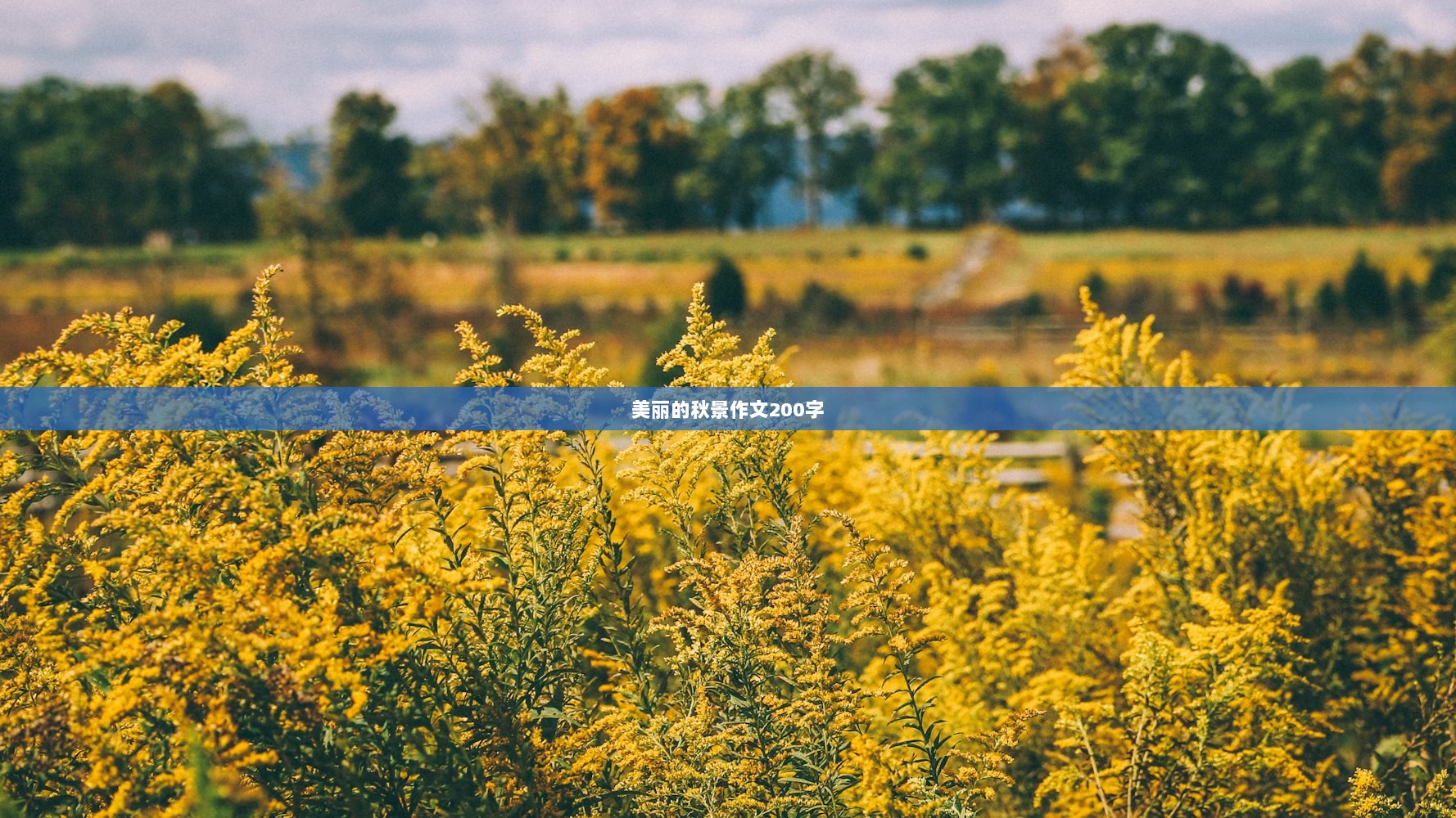 美丽的秋景作文200字