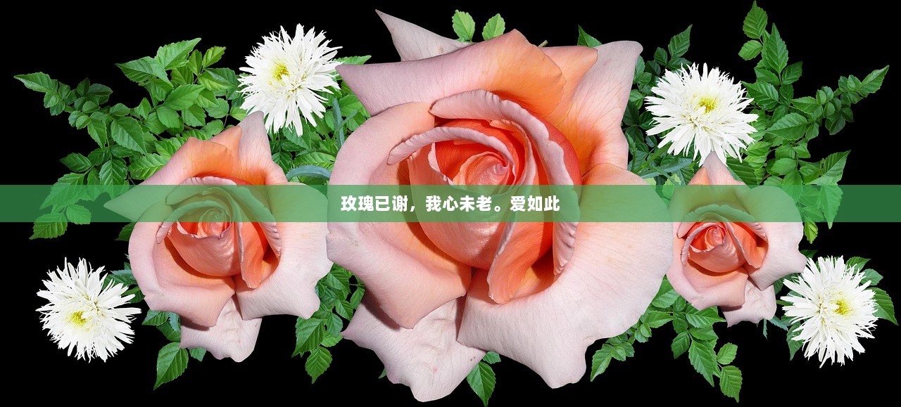 玫瑰已谢，我心未老。爱如此