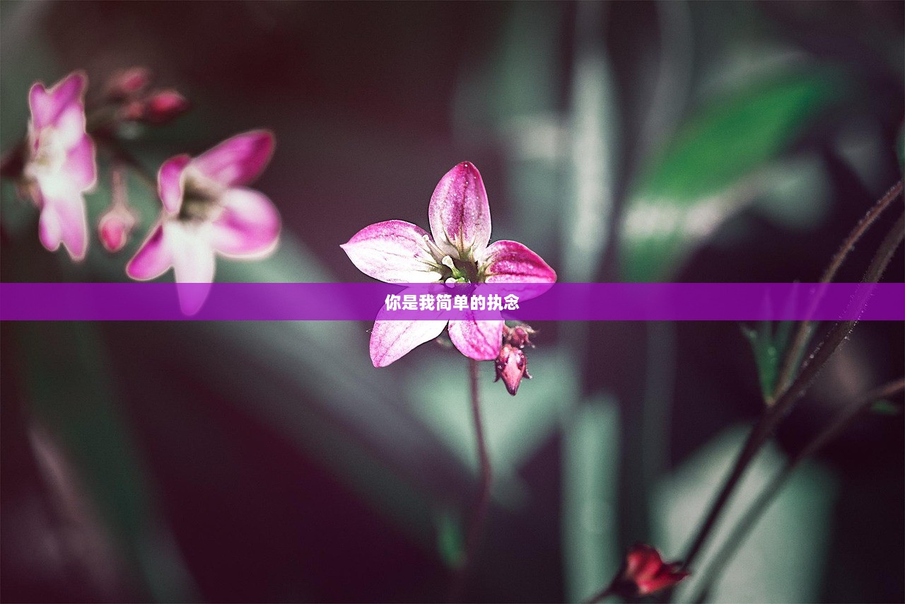你是我简单的执念