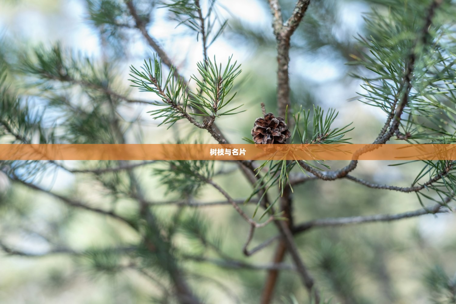 树枝与名片