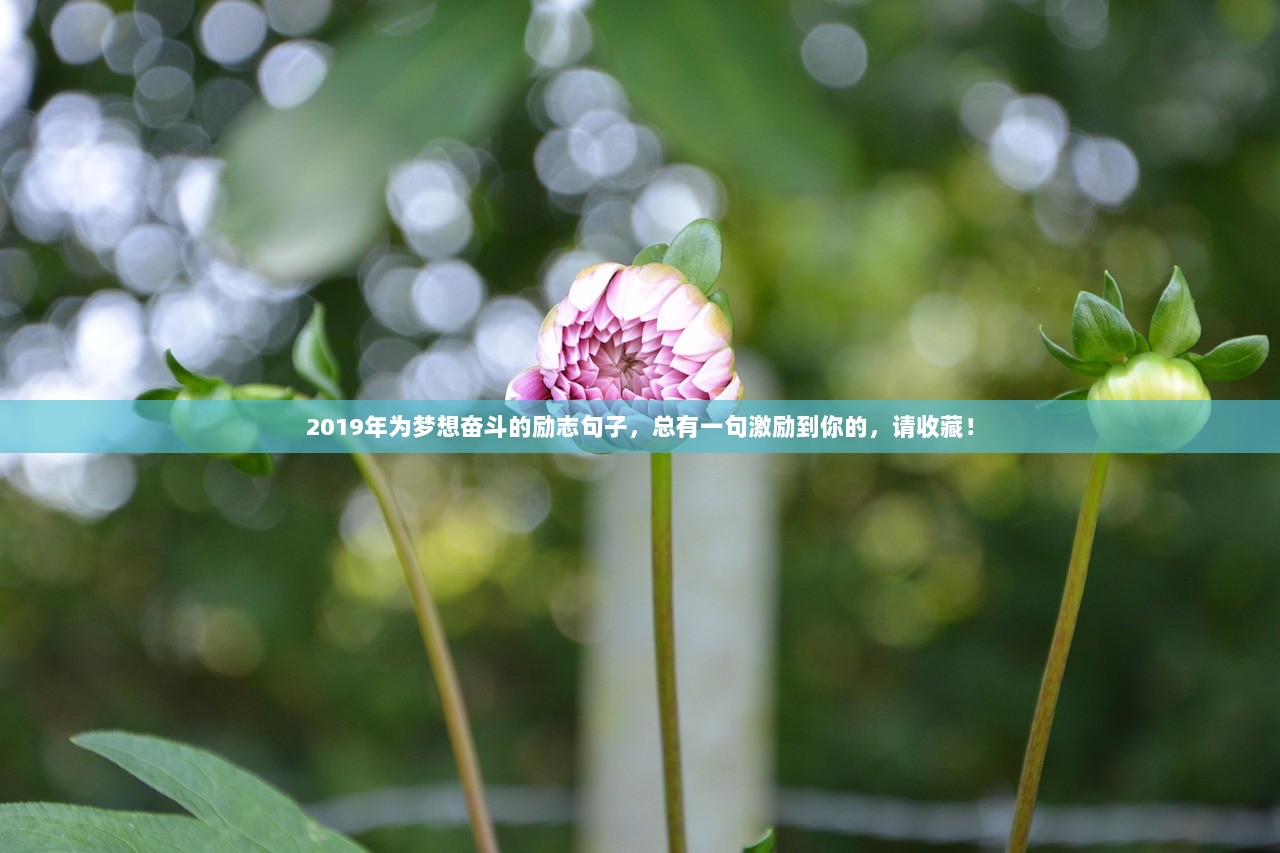 2019年为梦想奋斗的励志句子，总有一句激励到你的，请收藏！