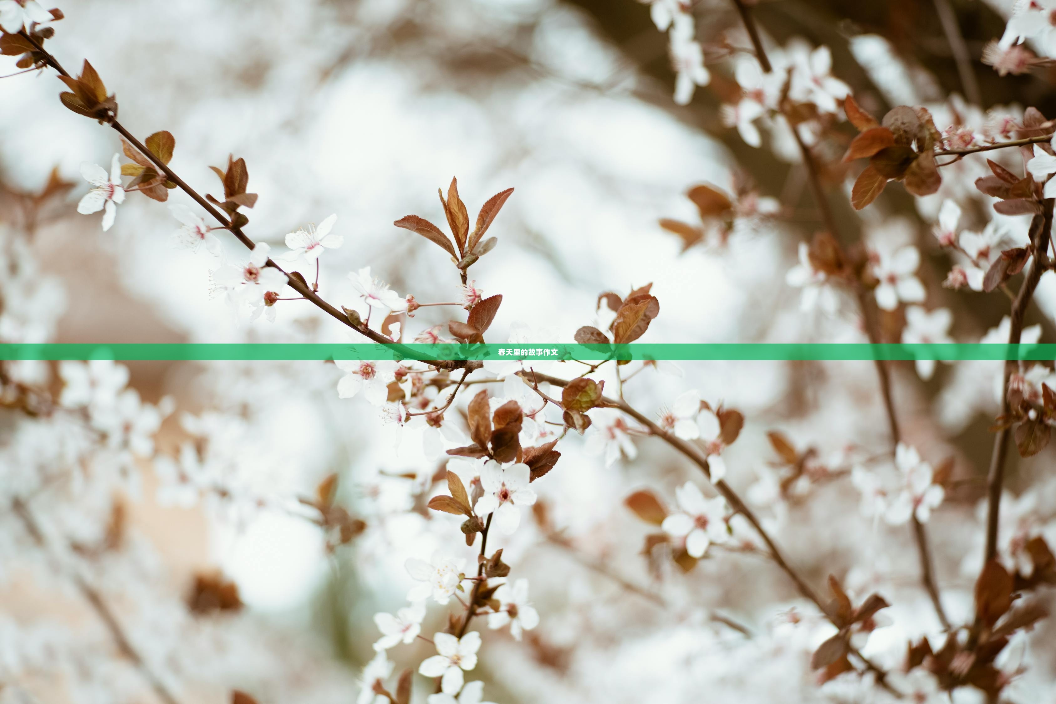 春天里的故事作文