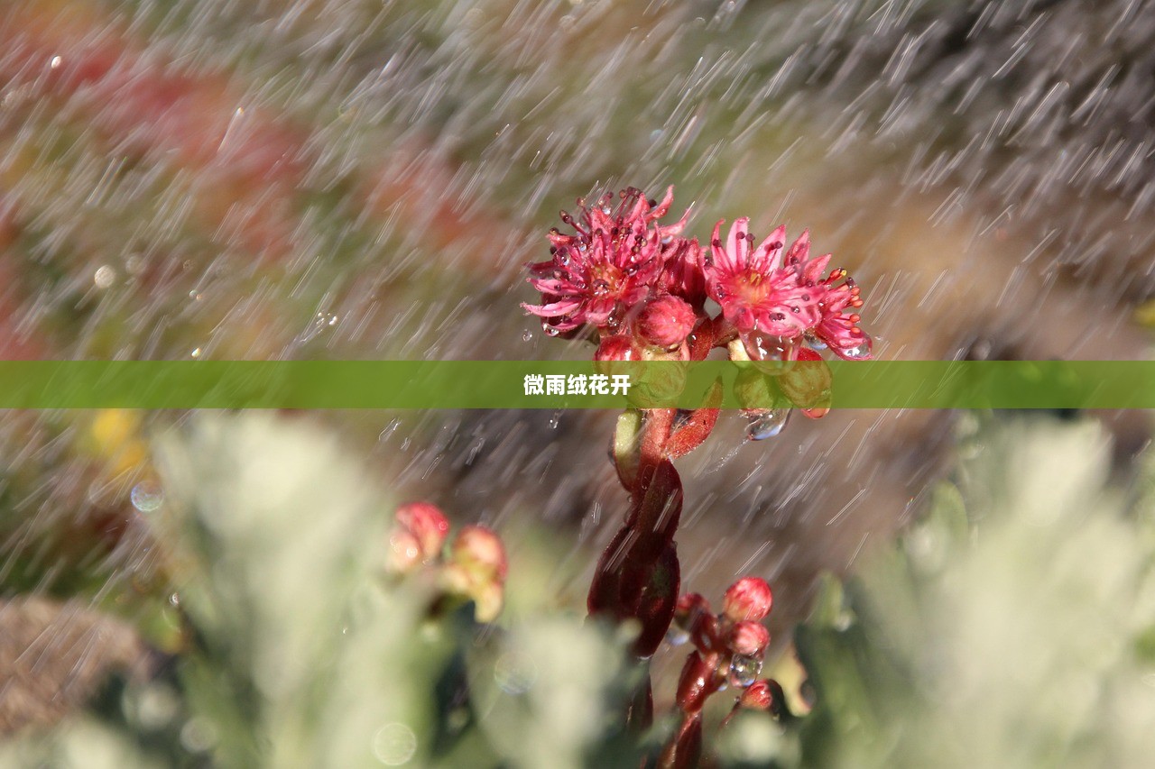 微雨绒花开
